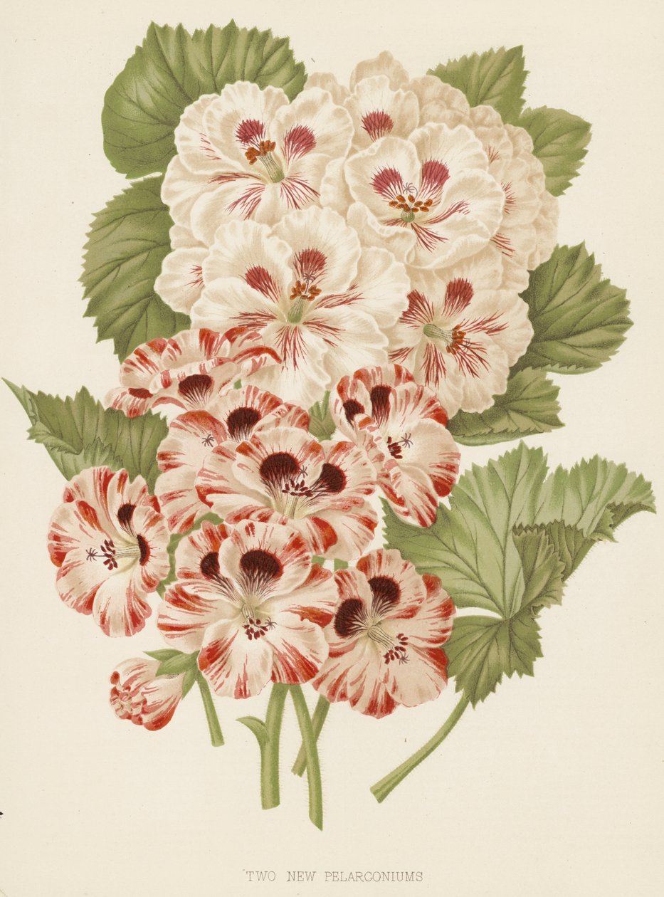 Dwie nowe pelargonie (kolorowa litografia) autorstwa English School