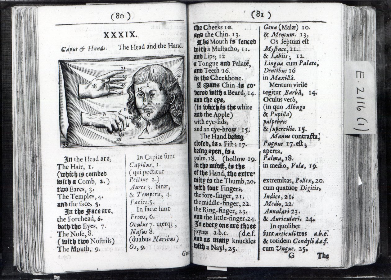 Dwie strony z Orbis Sensual Pictus Comeniusa, 1659 autorstwa English School