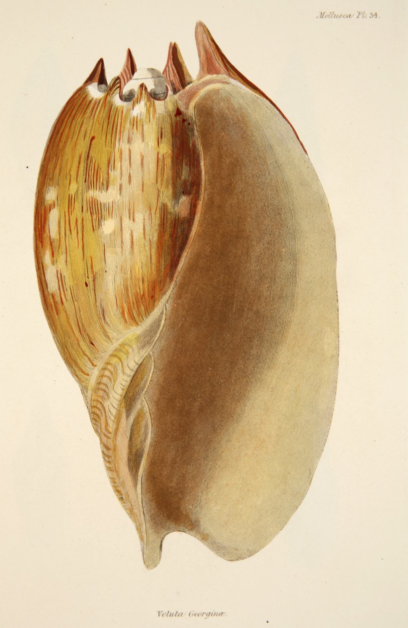 Veluta Georgina, z The Mollusca and Radiata, wyd. 1833 (grawerowanie ręcznie kolorowane) autorstwa English School