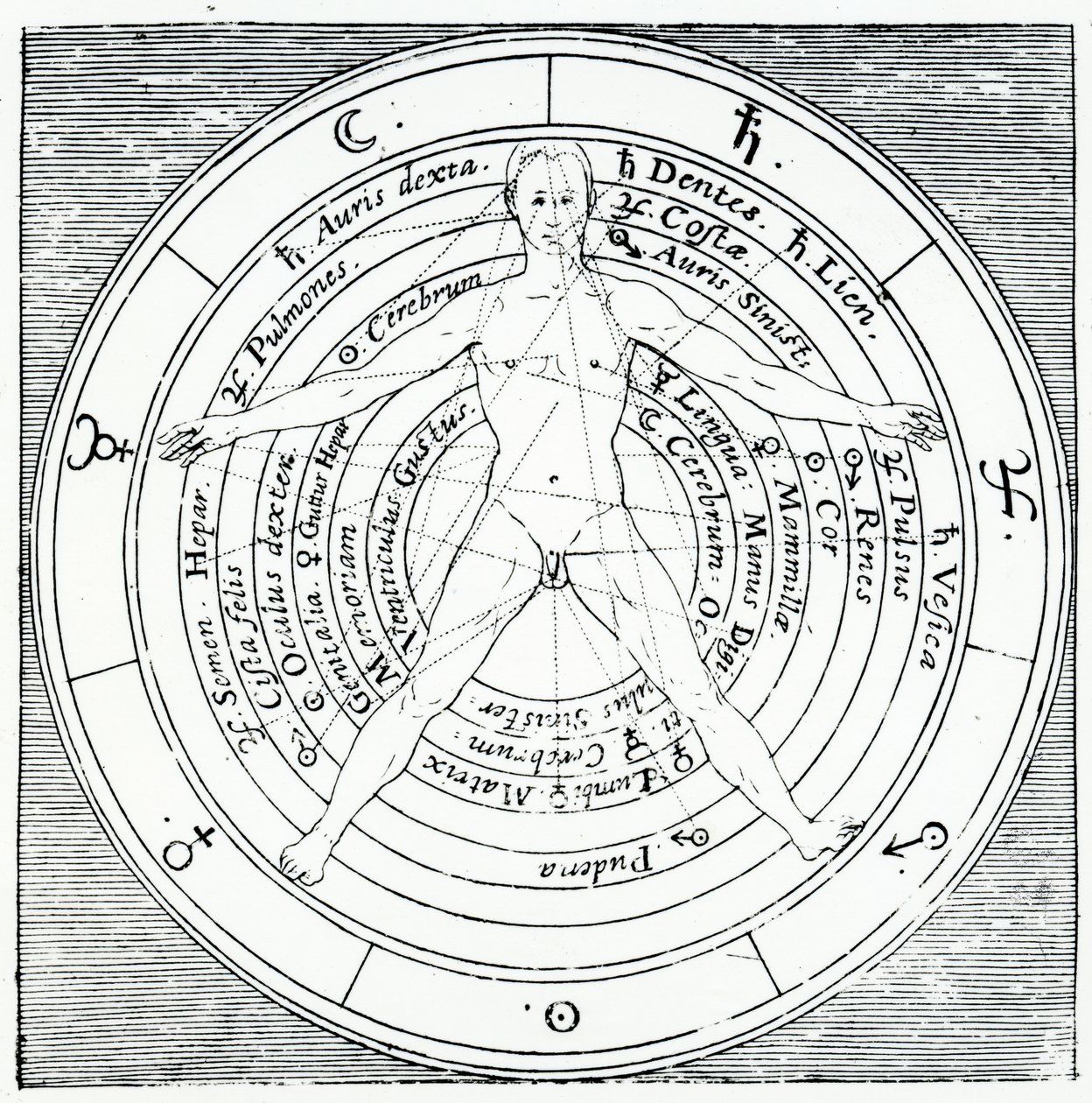 Figura witruwiańska, z "Utriusque Cosmi Historia" Roberta Fludda, wydana w 1617 r. (rycina) autorstwa English School