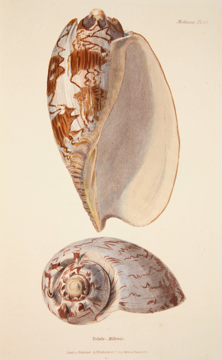 Voluta Miltonis, wyd. 1833 ręcznie kolorowane grawerowanie. autorstwa English School