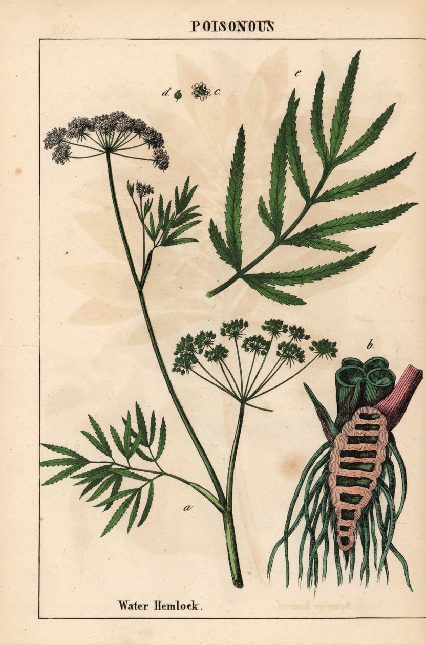 Cykuta wodna ukazująca liście, strukturę korzenia i kwiaty. Cicuta virosa   , z „Pouczającej książki z obrazkami, czyli lekcji ze świata warzyw”, [Charlotte Mary Yonge], Edynburg autorstwa English School