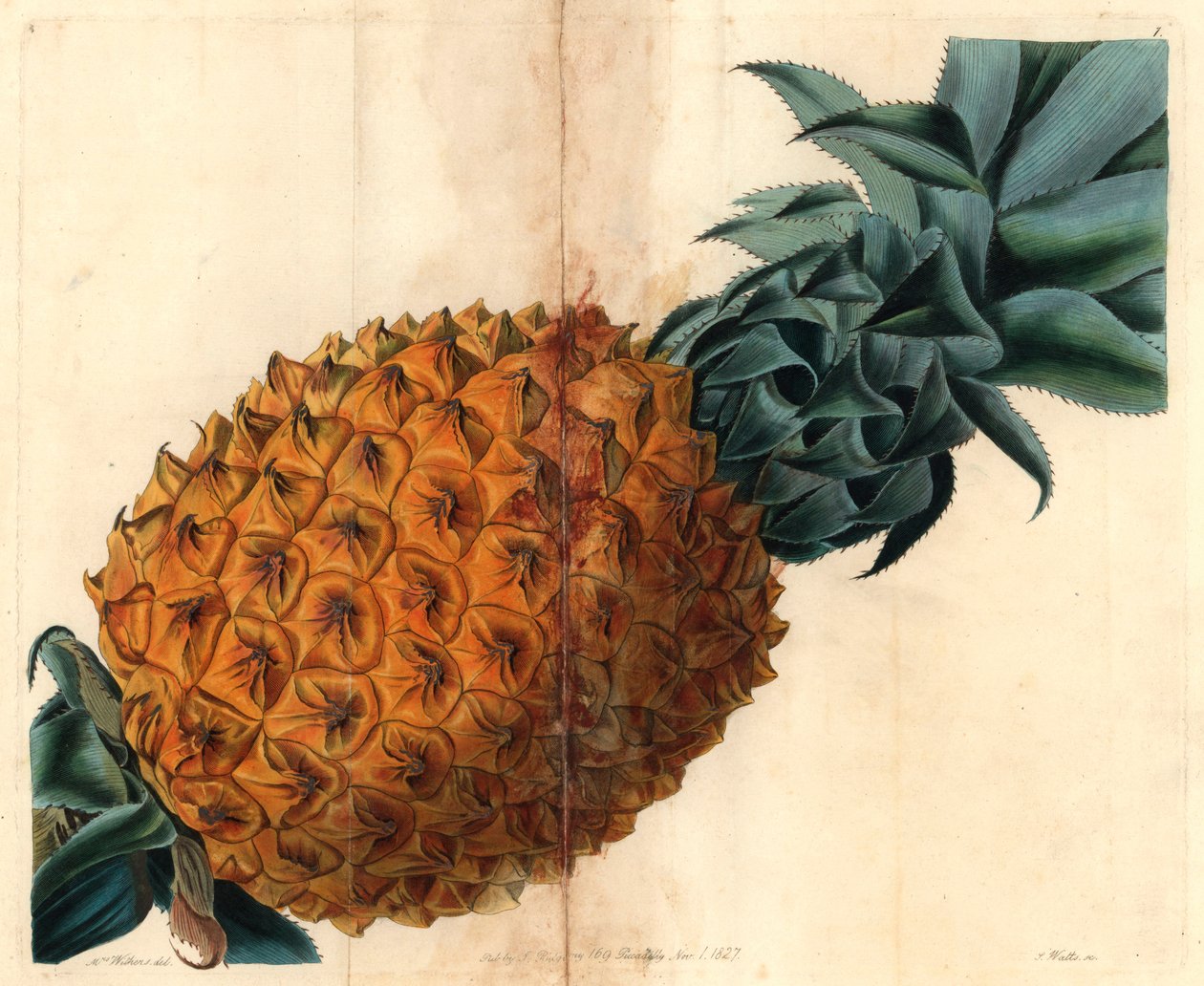 Ananas falisty z „Magazynu Pomologicznego” Johna Lindleya autorstwa English School