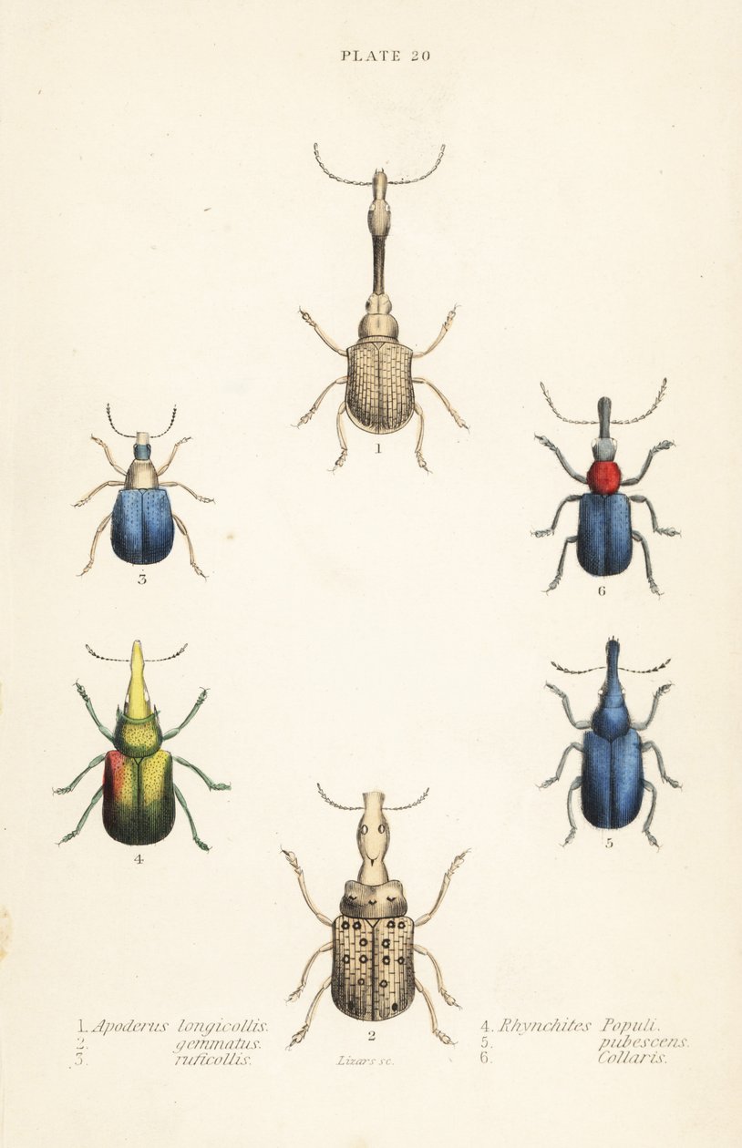 Wołki : Attelabus longicollis 1 , Attelabus gematus 2 , Attelabus ruficollis 3 , Byctiscus populi 4 , Rhycnhites pubescens 5 i Rhynchites collaris 6 autorstwa English School