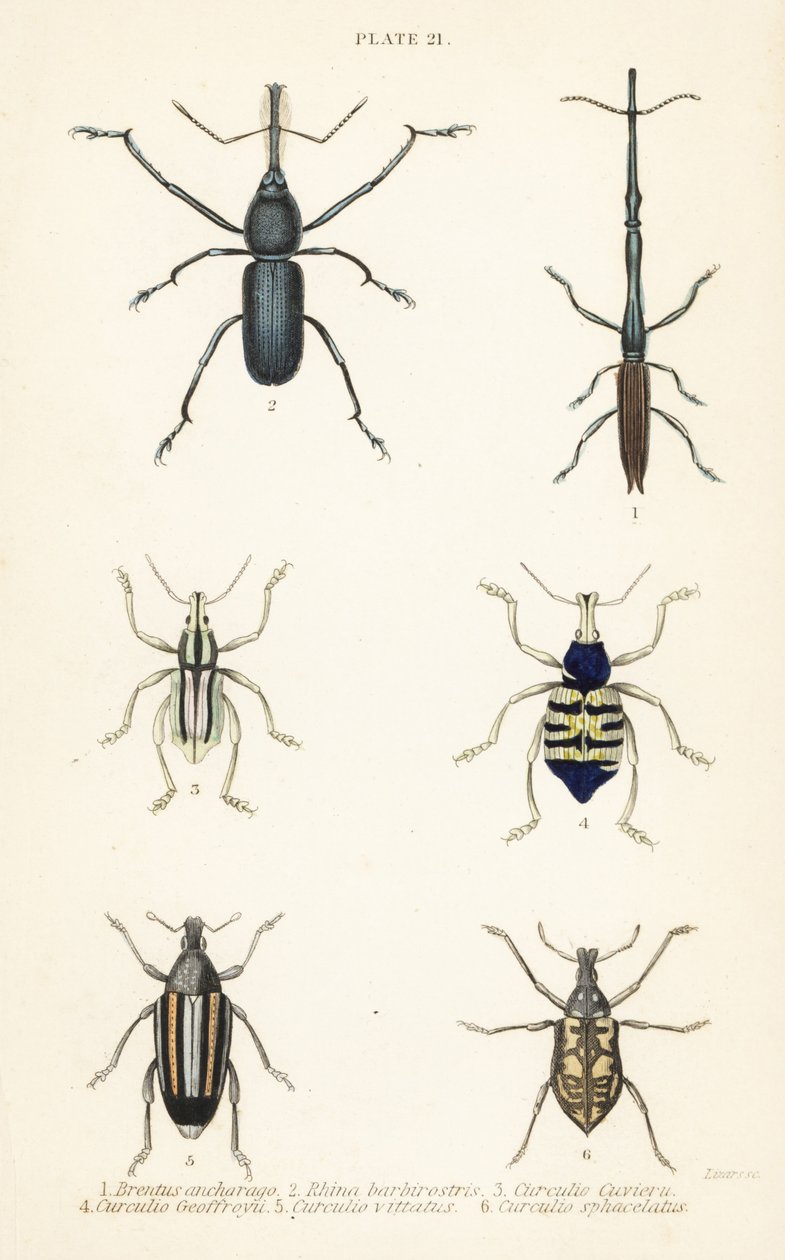 Wołki: Brentus ancharago 1, Rhina barbirostris 2, Curculio cuviera 3, Eupholus geoffroyi 4, niedźwiedź Larinus 5 i Curculio sphacelatus 6 autorstwa English School