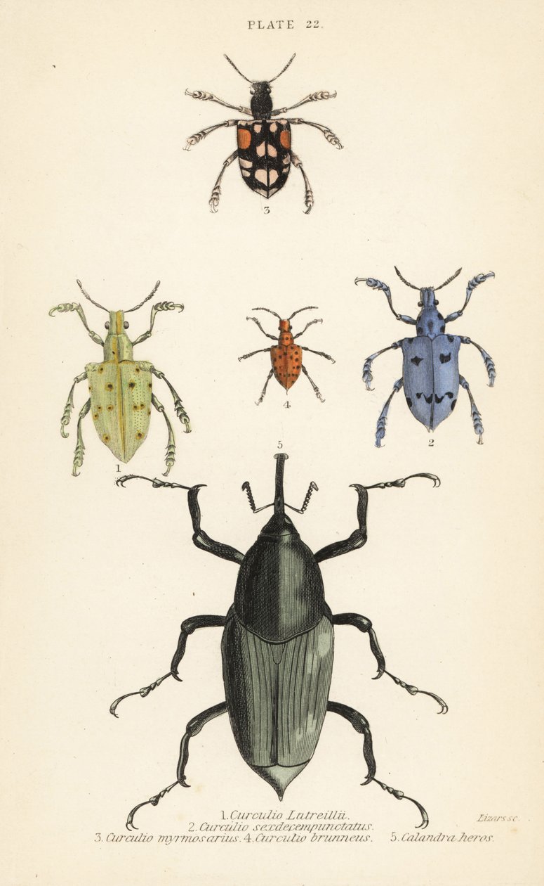 Wołki i chrząszcze: Curculio latreillii 1, Curculio sexdecempunctatus 2, Trichaptus mutillarius 3, Pissodes castaneus 4 i Calandra heros 5 autorstwa English School