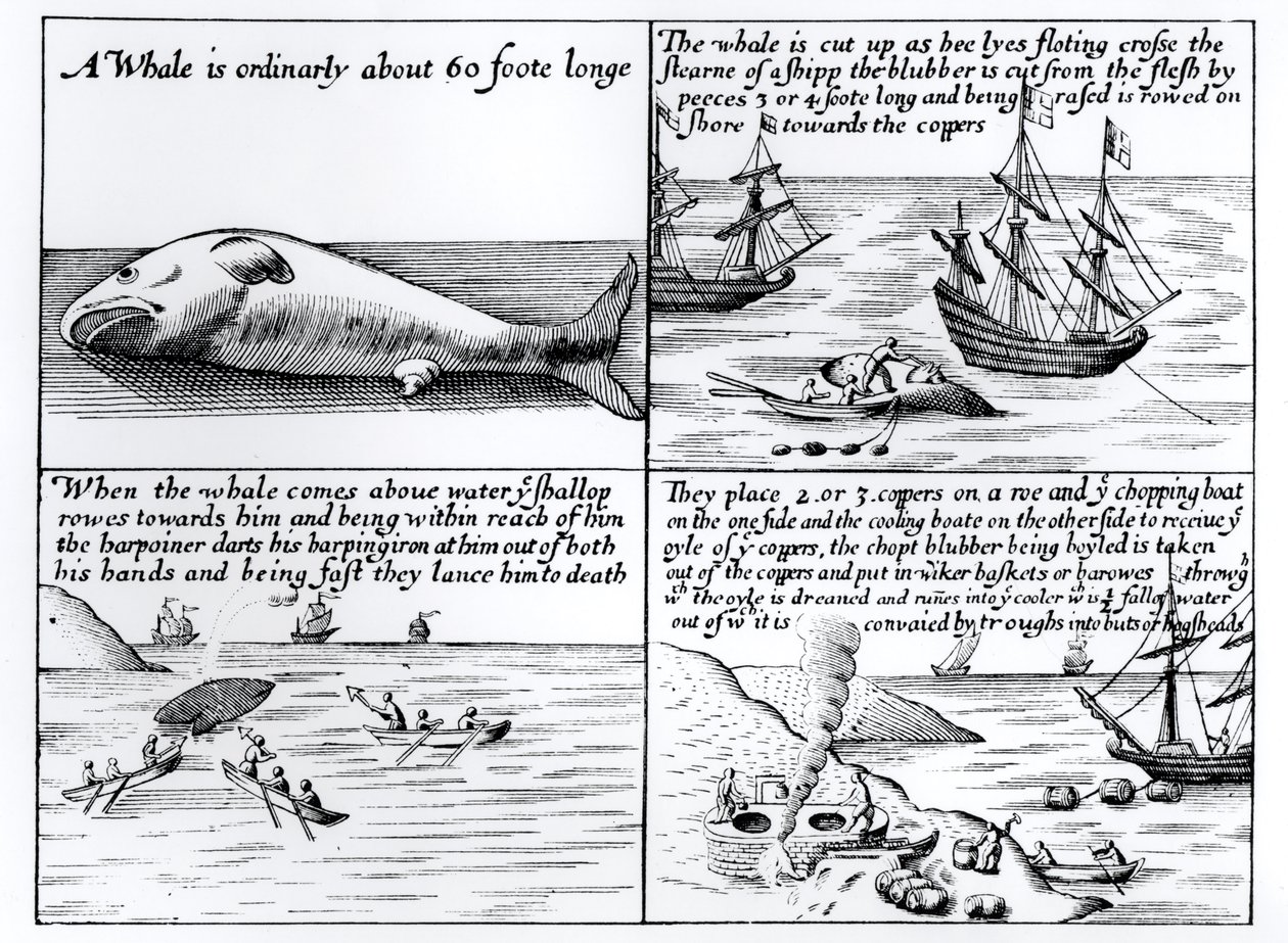 Wielorybnictwo na Spitzbergenie w 1611 r. autorstwa English School