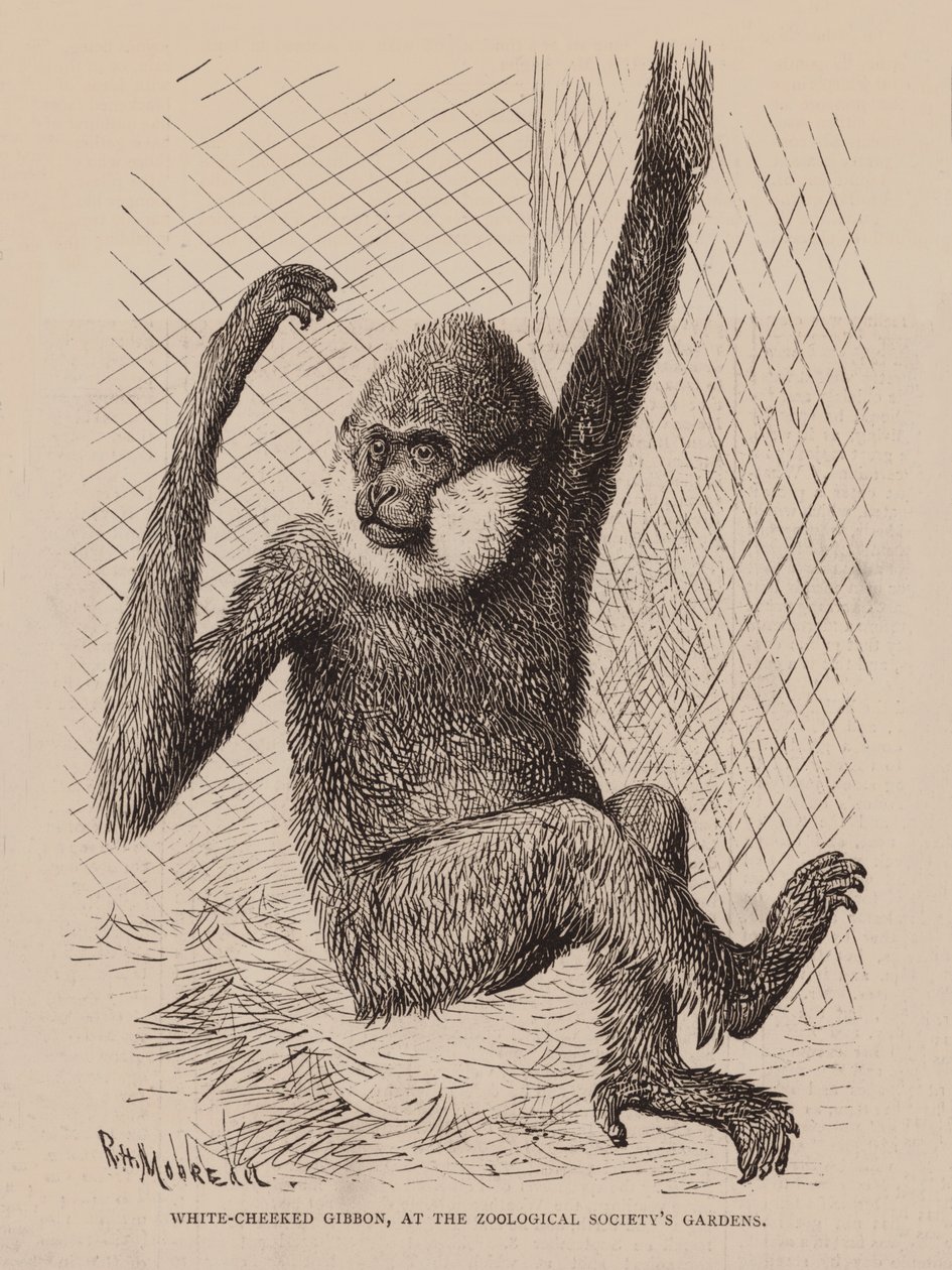 Gibbon białogrzbiety w Ogrodzie Towarzystwa Zoologicznego (rycina) autorstwa English School