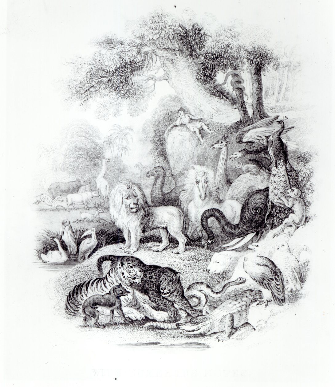 Dzikie zwierzęta z „Historii Ziemi i ożywionej przyrody” Olivera Goldsmitha, Londyn, 1840 r. autorstwa English School