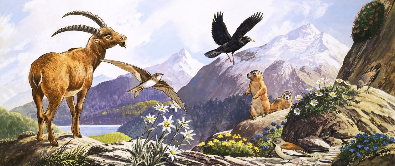 Dzika przyroda w Europie Środkowej, ilustracja z "Nature