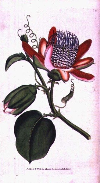 Skrzydlaty kwiat męczennicy (Passiflora alata), płyta 66 z „The Botanical Magazine” Williama Curtisa (lub „Flower Garden Displayed”), wyd. 1787 (grawerowanie) autorstwa English School