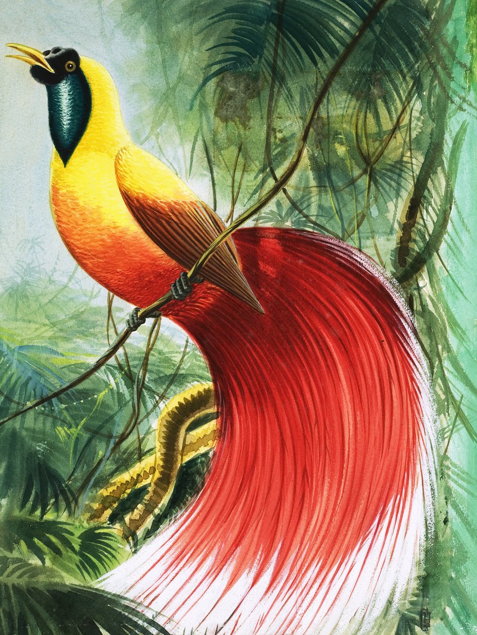 Bezskrzydły cud z raju, ilustracja z "Cudów natury autorstwa English School