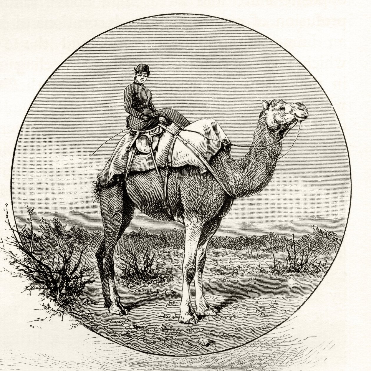 Kobieta na wielbłądzie w Australii, ok. 1880, z „Australian Pictures” Howarda Willoughby, opublikowanej przez religijne Towarzystwo Traktowe, Londyn, 1886 autorstwa English School
