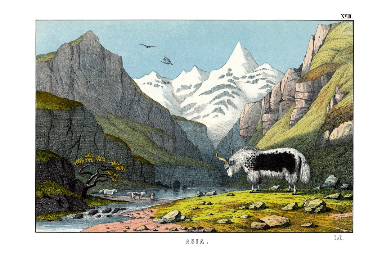 Yak autorstwa English School