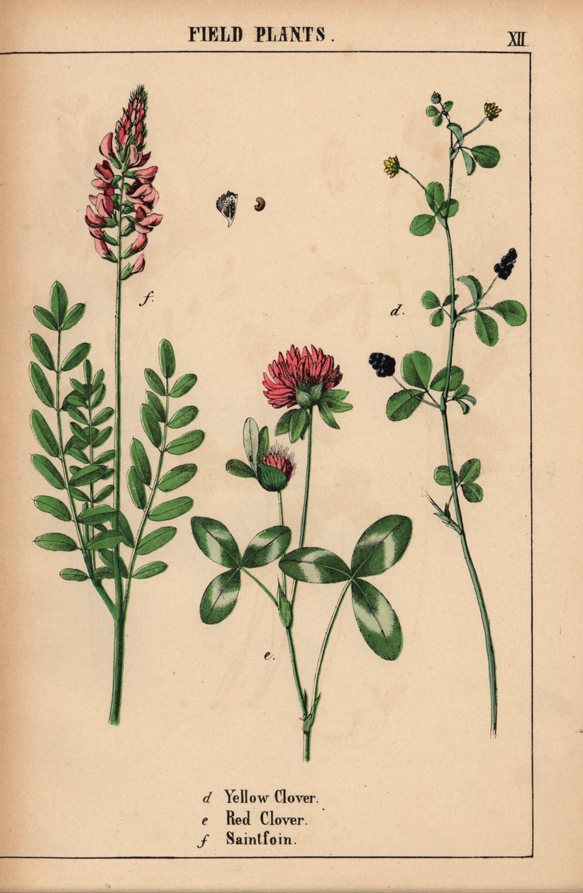Koniczyna żółta, koniczyna czerwona i saintfoin lub sainfoin  , z „Pouczającej książki z obrazkami, czyli lekcji ze świata warzyw”, [Charlotte Mary Yonge], Edynburg autorstwa English School