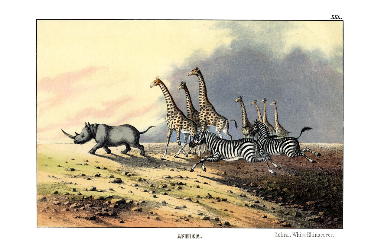 Zebra autorstwa English School