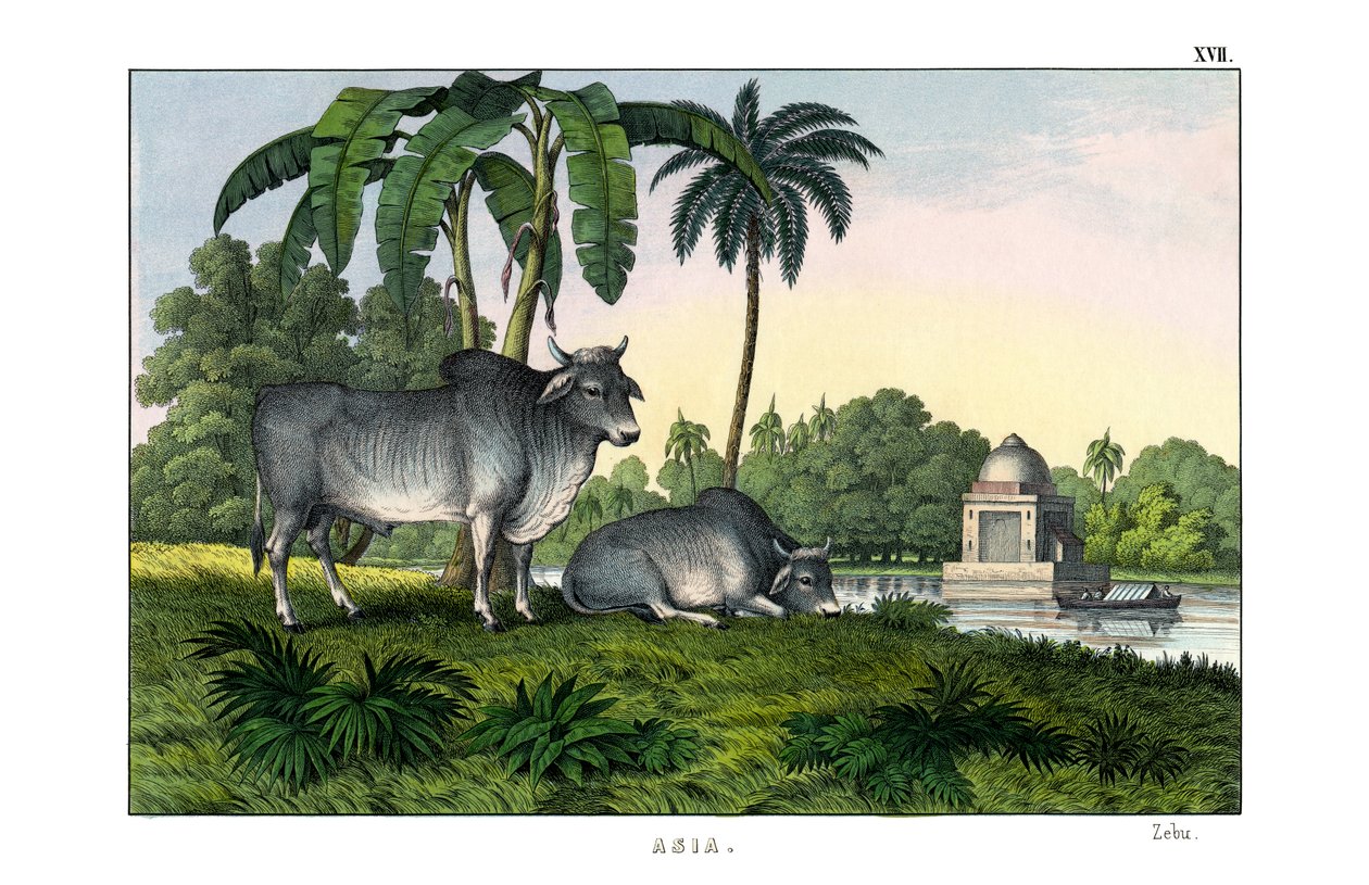 Zebu autorstwa English School