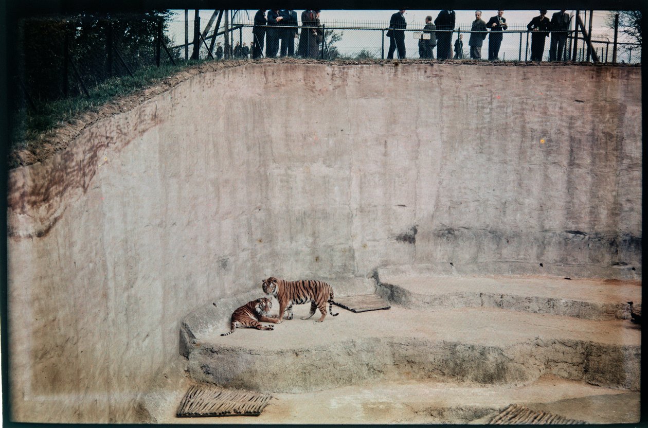 Whipsnade Zoo, Whipsnade, Central Bedfordshire, Central Bedfordshire, Wielka Brytania autorstwa Eric Maybank