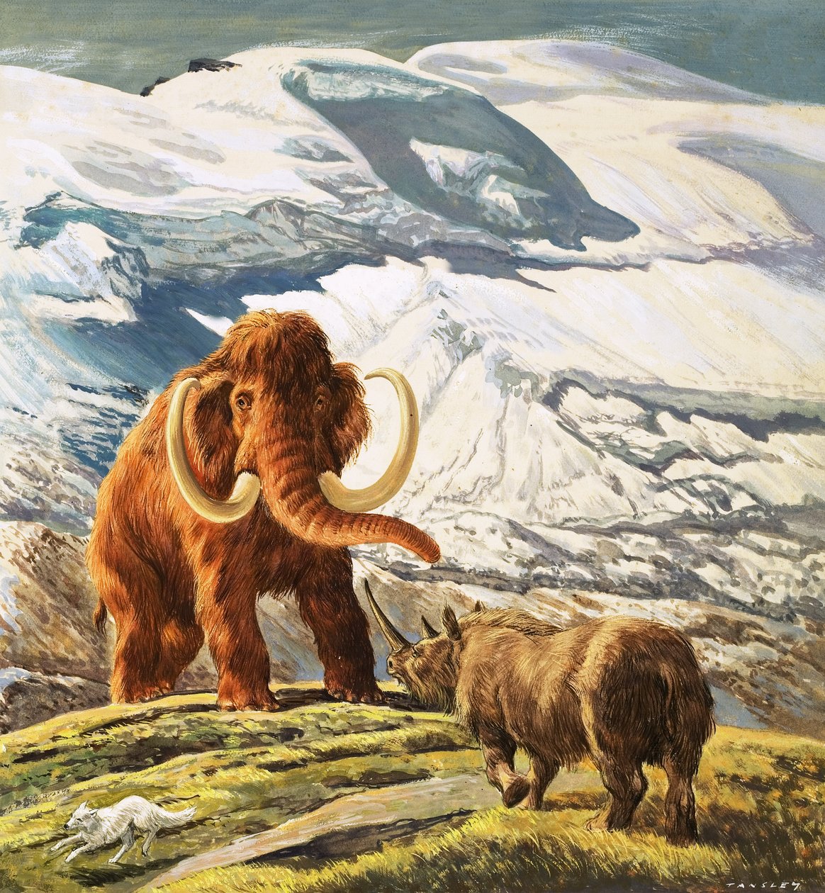 Mamut spotyka nosorożca (gwasz na papierze) autorstwa Eric Tansley