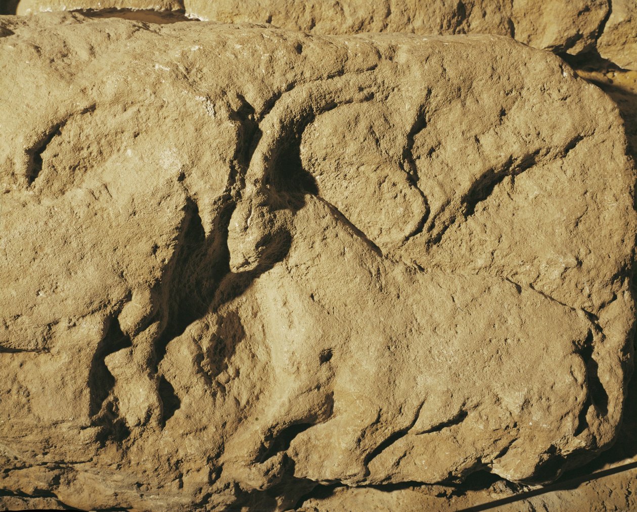 Walczące barany (kamienna płaskorzeźba) autorstwa Erich Lessing