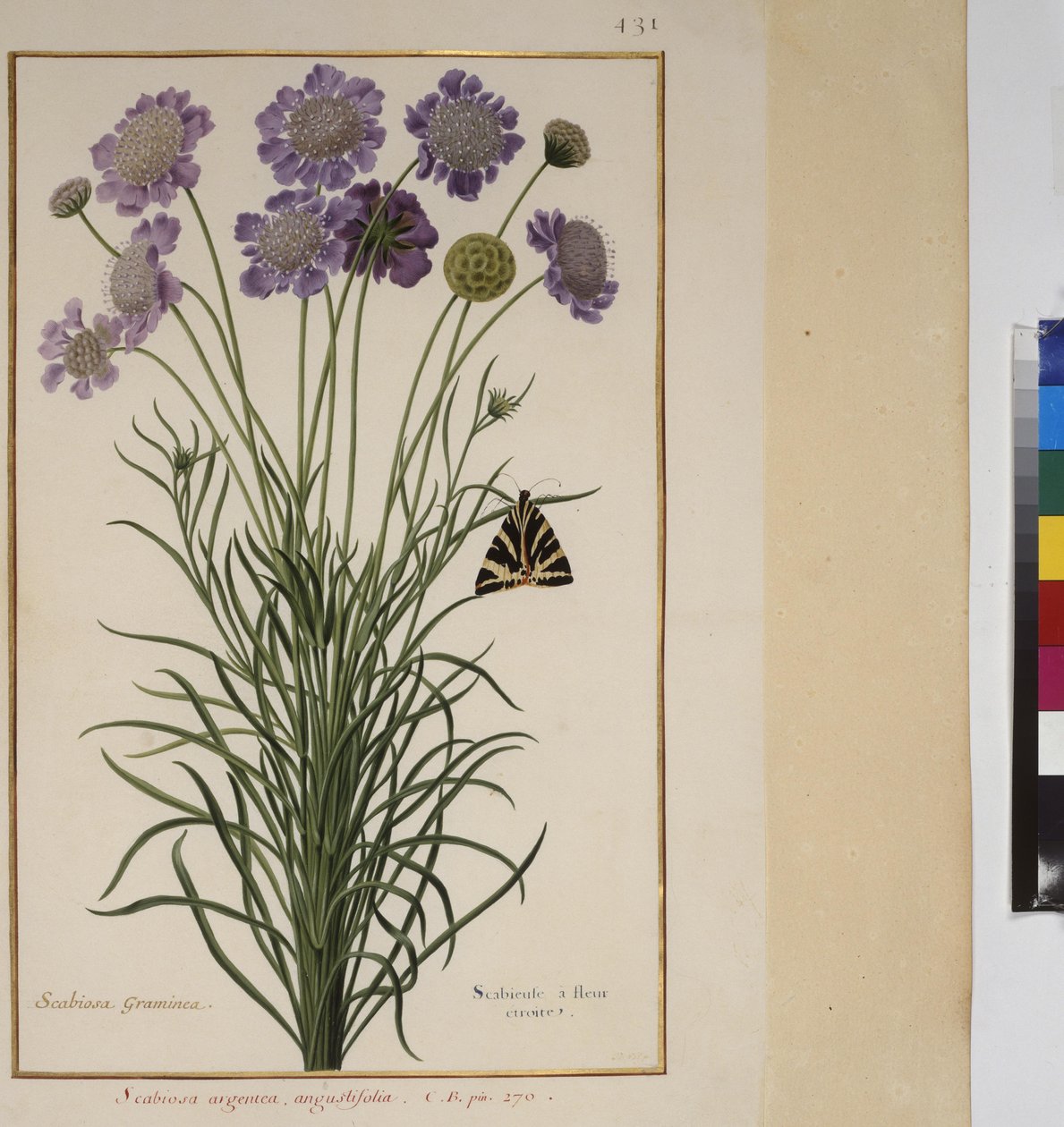 Cała strona: studium rośliny, ok. 1650-75 autorstwa Erich Lessing