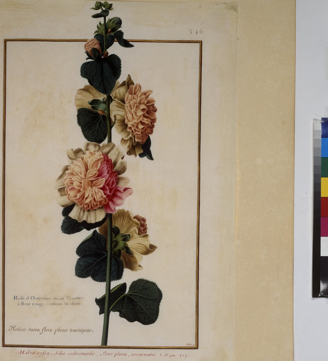 Cała strona: studium rośliny, ok. 1650-75 autorstwa Erich Lessing