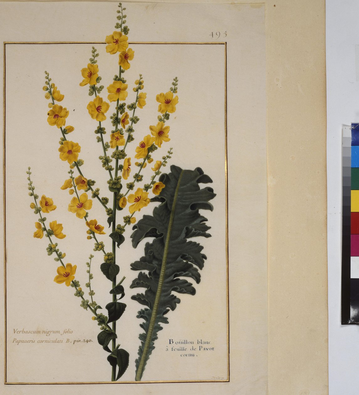 Cała strona: studium rośliny, ok. 1650-75 autorstwa Erich Lessing