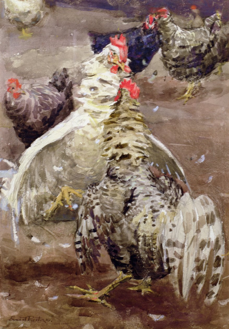 Koguty, 1910 (wc na papierze) autorstwa Ernest Procter