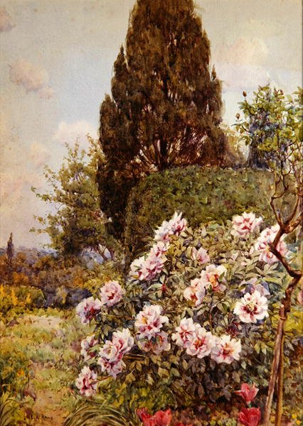Peonies, Coddington, niedaleko Ledbury (ołówek i akwarela na papierze) autorstwa Ernest Arthur Rowe