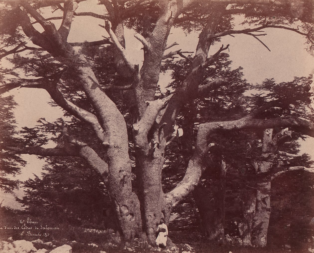 Góra Liban. Pień jednego z cedrów Salomona, 1850-53. autorstwa Ernest Benecke