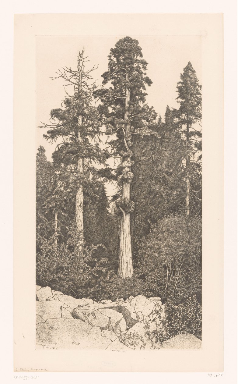 Boom sekwojowy Sekwoja dziecka autorstwa Ernest Haskell (signed by artist)