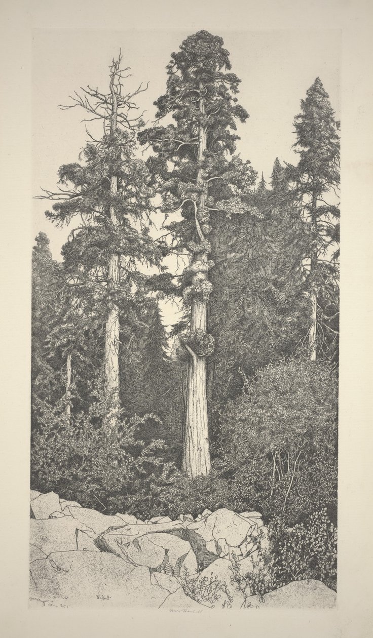 Sekwoja dziecka autorstwa Ernest Haskell