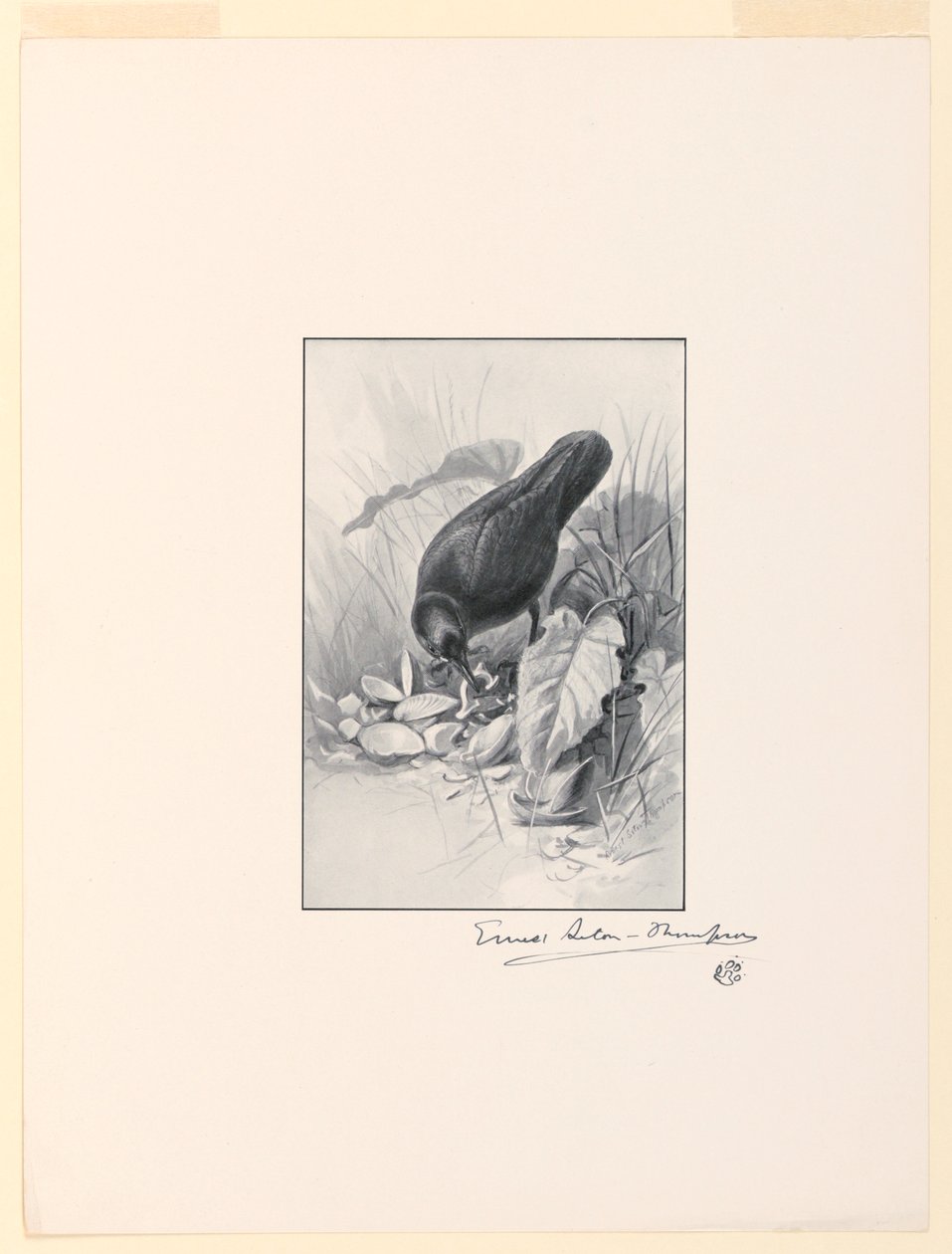 Uchwyt chińskiego kubka, klejnot kolekcji autorstwa Ernest Thompson Seton