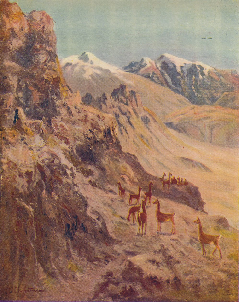 Guanako, 1916 autorstwa Ernest William Christmas