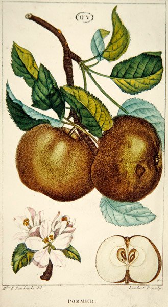 Jabłoń rytowana przez Lamberta, ok.1820 (kolorowy grawerunek) autorstwa Ernestine (after) Panckoucke