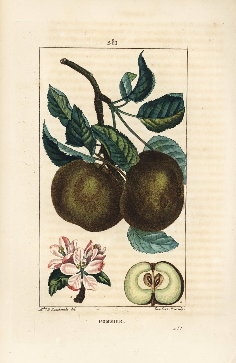Jabłoń - Jabłoń, Malus domestica, z gałązką, liśćmi, owocami, kwiatami i dojrzałymi owocami w sekcji uwidaczniającej nasiona. Ręcznie barwiony miedzioryt punktowany autorstwa Lamberta Juniora z rysunku Ernestine Panckoucke z Chaumeton, Poiret i Chamberet