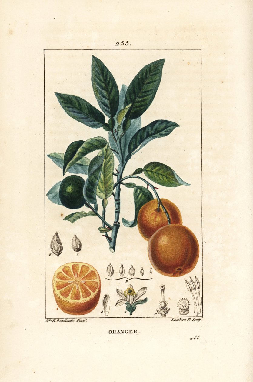 Bigaradier, Orange, Citrus aurantium, z gałązkami, liśćmi, kwiatami, dojrzałymi i niedojrzałymi owocami oraz przekrojem owoców. Ręcznie barwiony miedzioryt punktowany autorstwa Lamberta Juniora z rysunku Ernestine Panckoucke z Chaumeton, Poiret and Chamber autorstwa Ernestine Panckoucke