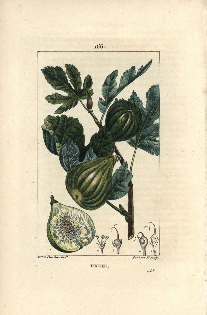 Tablica botaniczna: gałązka drzewa figowego z figami - drzewo figowe, Ficus carica, pokazująca gałązkę z dojrzałymi owocami i liśćmi oraz przekrój przez owoce. Ręcznie barwiony miedzioryt punktowany autorstwa Lamberta Juniora z rysunku Madame E. Panckoucke autorstwa Ernestine Panckoucke