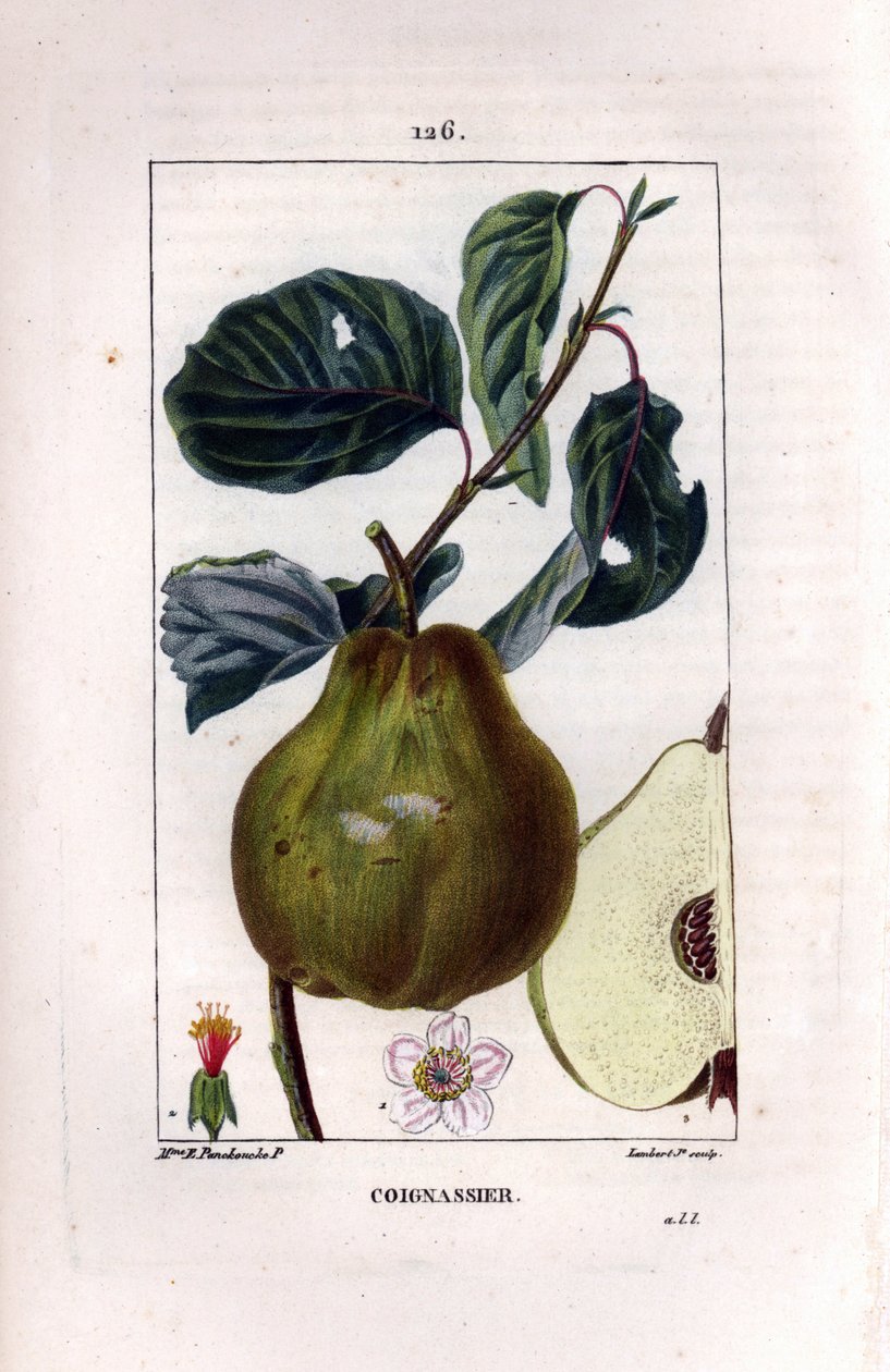 Tablica botaniczna: drzewo pigwy, Pyrus oblonga, ukazująca owoce, kwiat, liście, gałązkę i przekrój owocu. Ręcznie barwiony miedzioryt punktowany autorstwa Lamberta Juniora z rysunku Madame Panckoucke z Chaumeton, „” La Flore Med Poiret et Chamberet autorstwa Ernestine Panckoucke