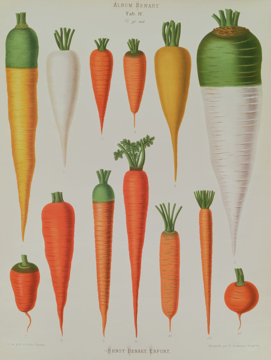 Marchewki, tabela IV z „Album Benary”, ryty G. Severeyns, 1876 (chromolitho) autorstwa Ernst Benary