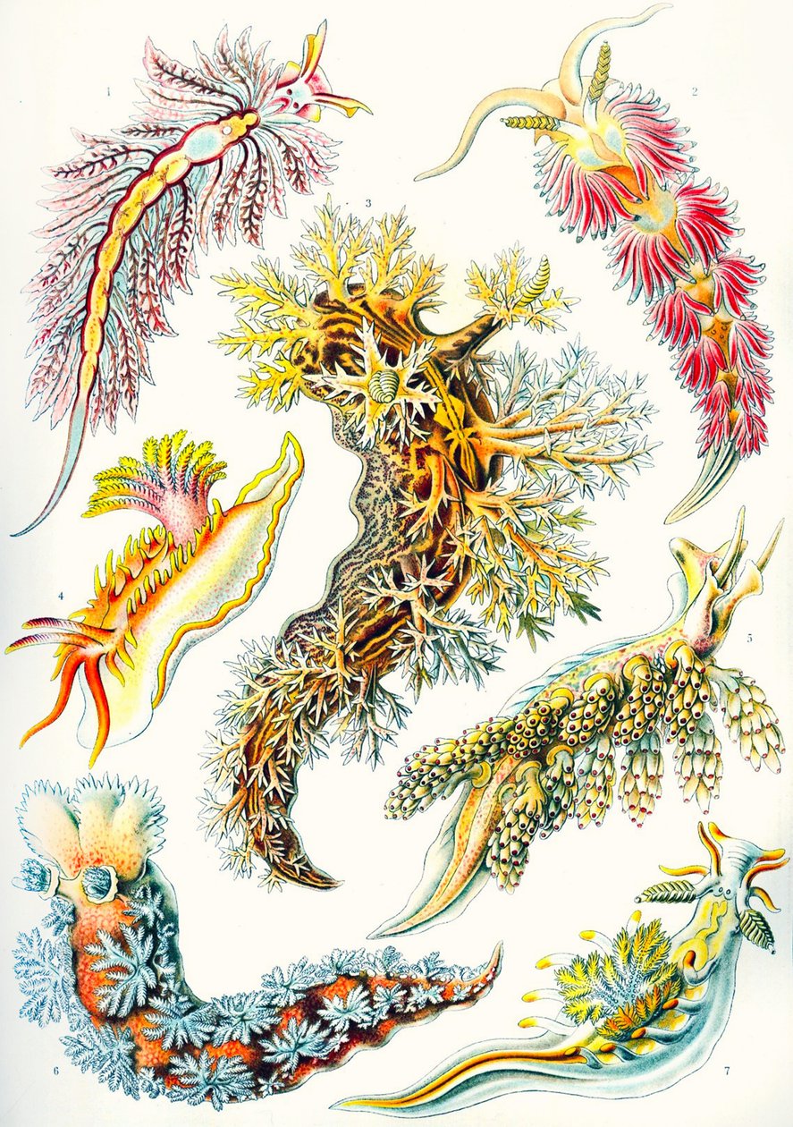 Kolekcja Nudibranchia z „Art Forms of Nature” autorstwa Ernst (after) Haeckel