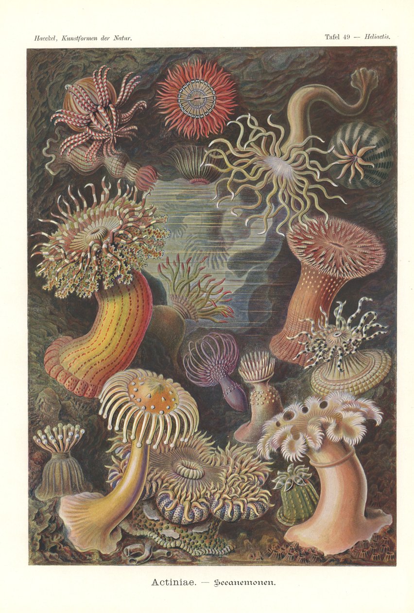 Actiniae - Ukwiał, Pl.49, z 