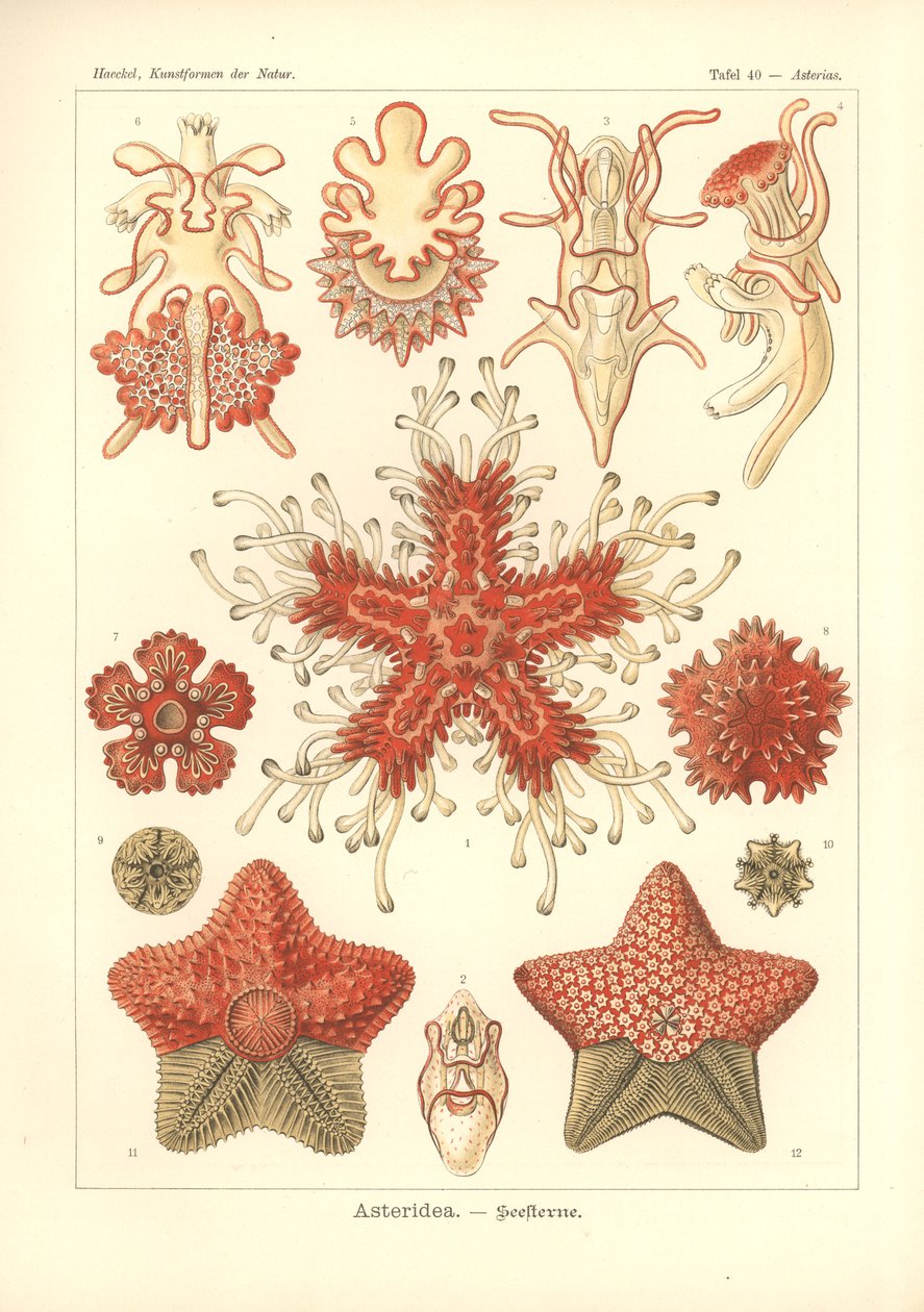 Asteridea - Gwiazda Morza, Pl.40. z 