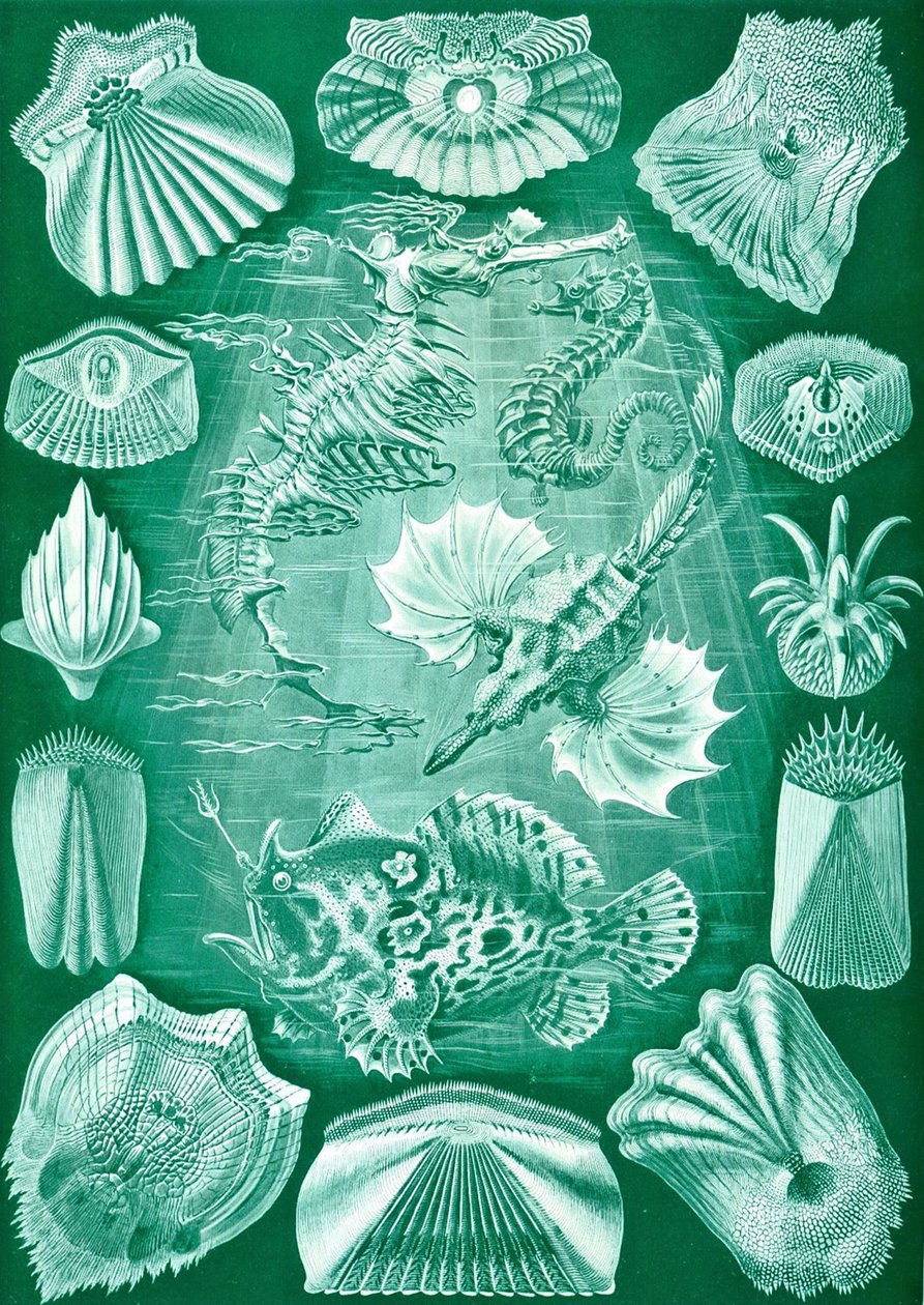 Kolekcja Teleostei z „Art Forms of Nature” autorstwa Ernst (after) Haeckel