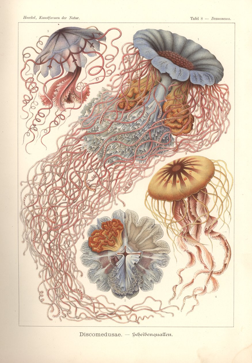 Discomedusae - Meduza dyskowa, pl. 8 z 