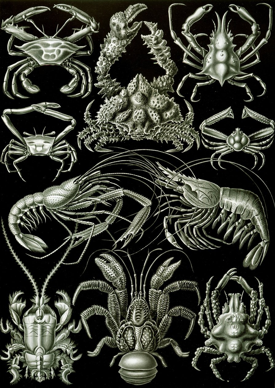 Przykłady „sztucznych form przyrody” Decapody autorstwa Ernst (after) Haeckel