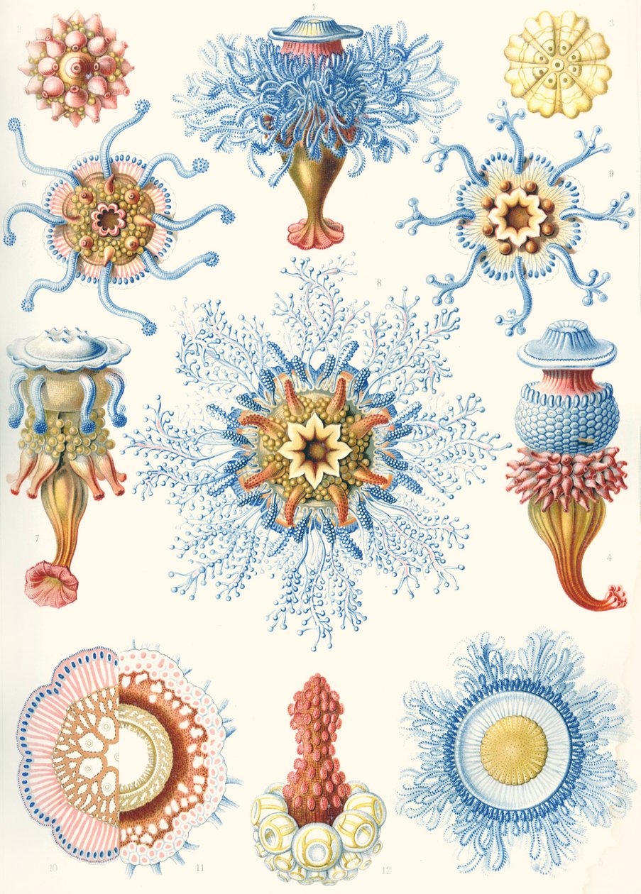Przykłady Siphonophorae z „Art Forms of Nature” autorstwa Ernst (after) Haeckel