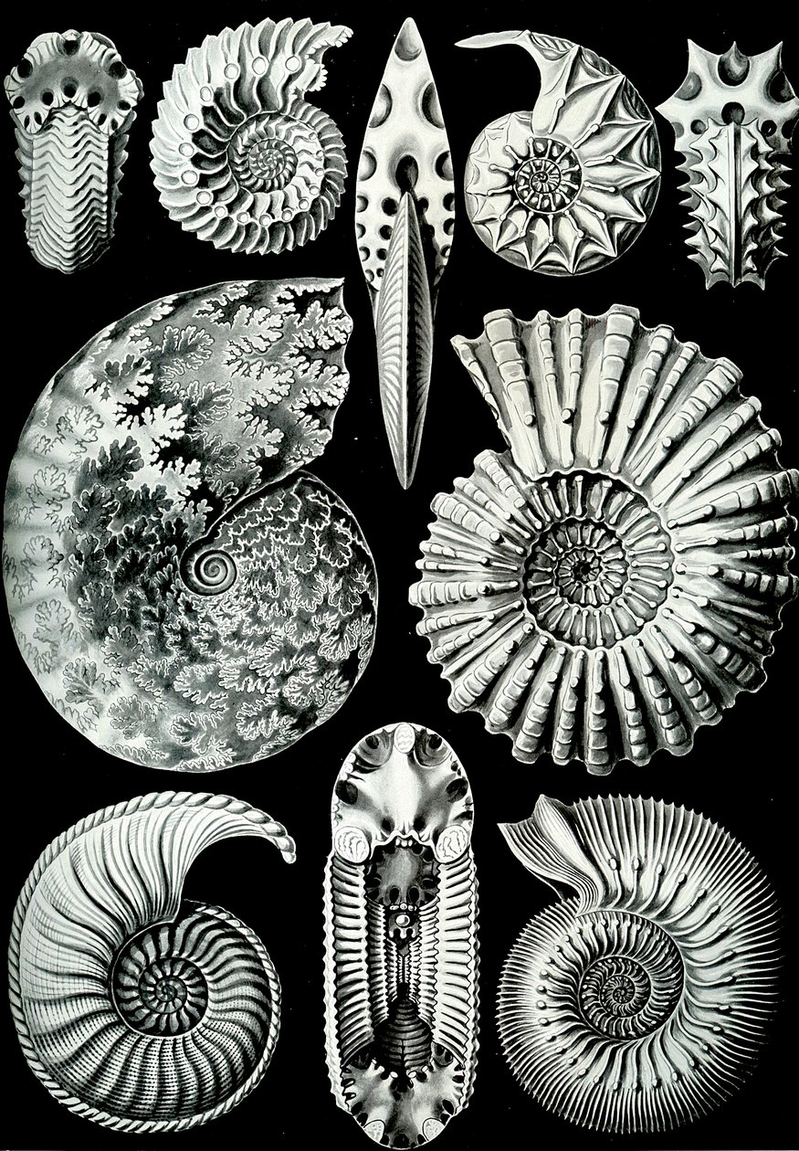 Ilustracja Ammonitidy z „Art Forms of Nature” 1904 (lito) autorstwa Ernst (after) Haeckel