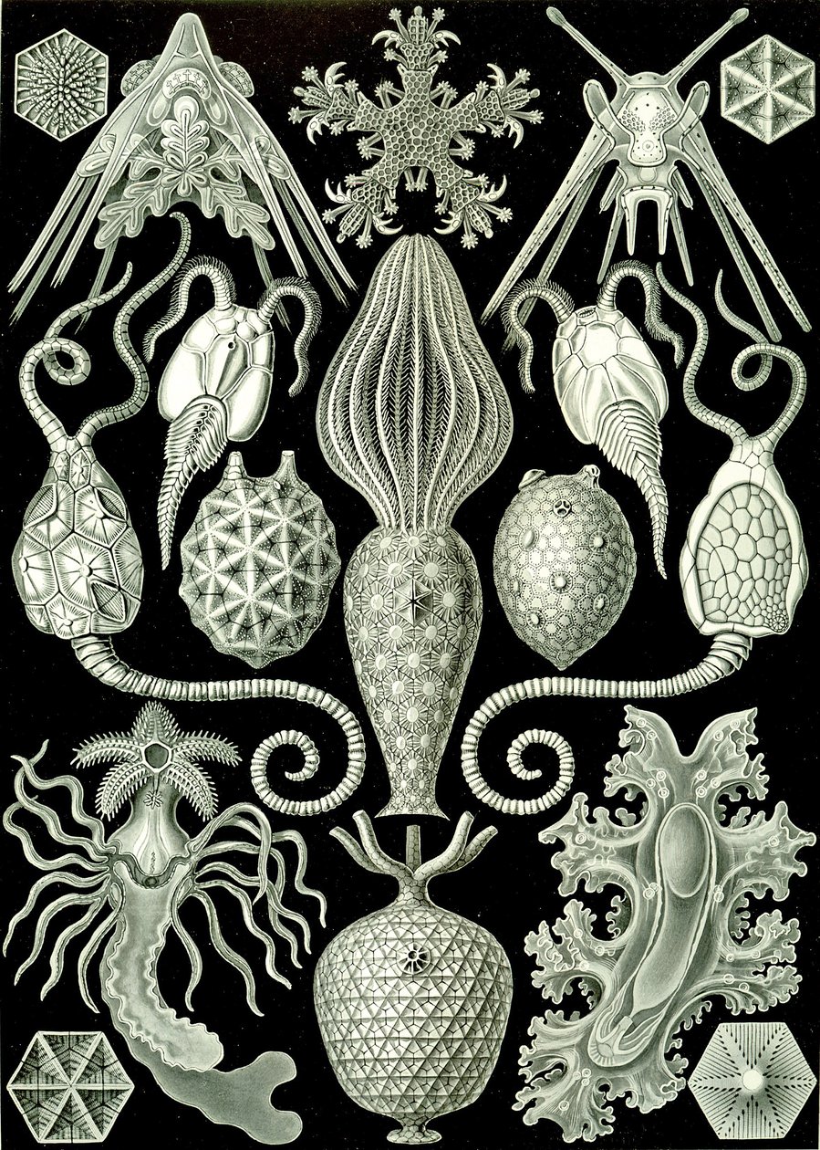 Ilustracja Amforidei z „Art Forms of Nature” 1904 (lito) autorstwa Ernst (after) Haeckel