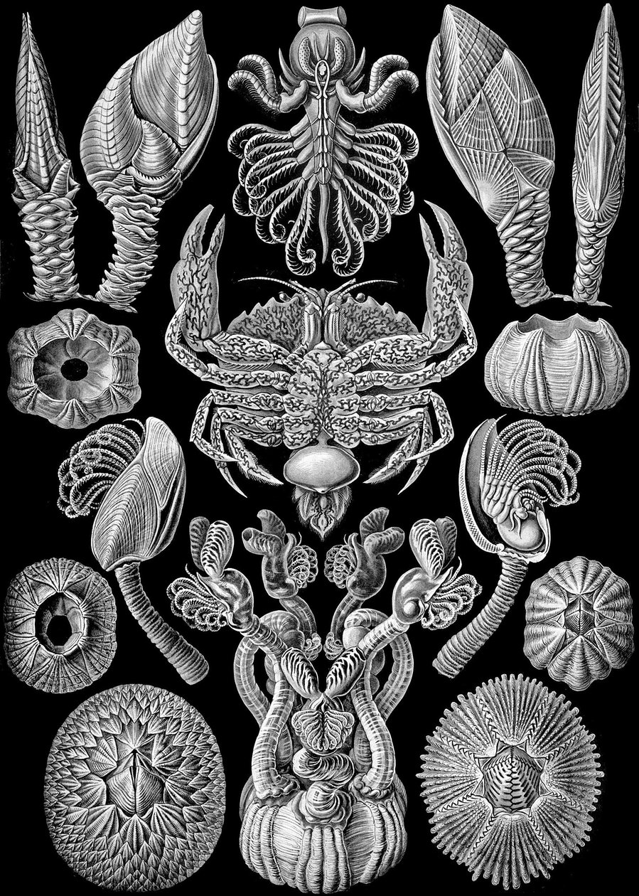 Ilustracja Cirripedii z „Art Forms of Nature” 1904 (lito) autorstwa Ernst (after) Haeckel